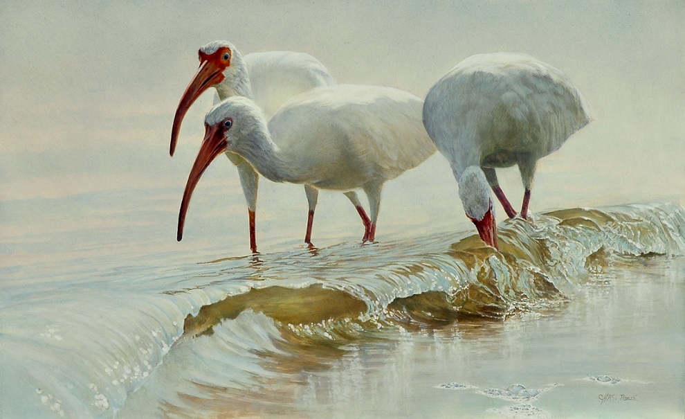 Charles Rowe Florida Wildlife and Landscape Artist